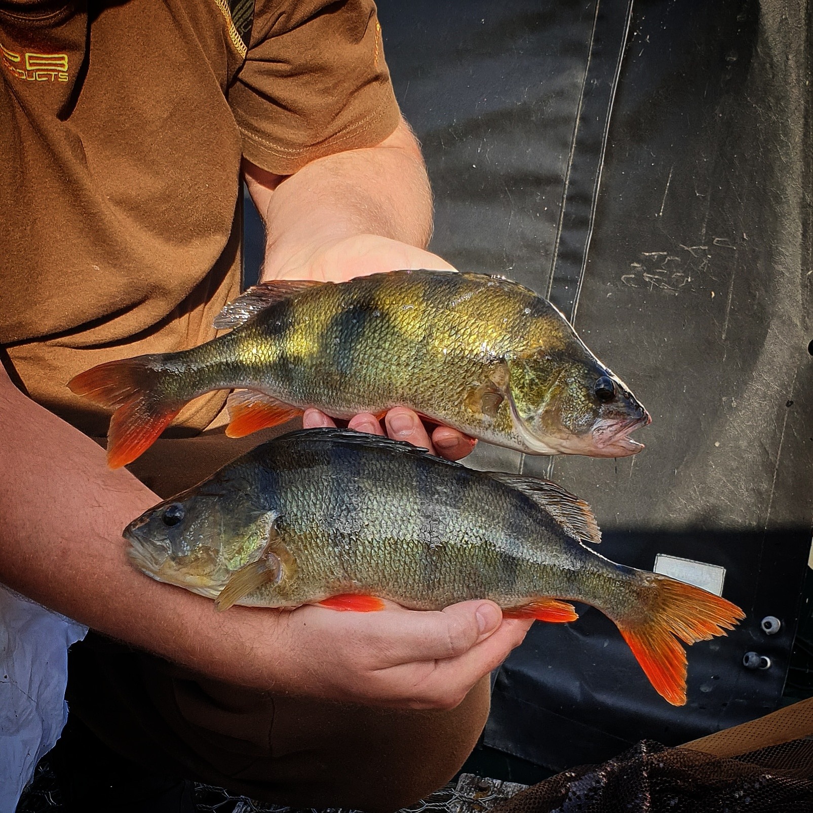 Perch Fishing with Zak, News, Fishing Tackle